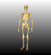 ../../../Modules/Inventor/SoOrientation/mhelp/Images/SoOrientationModel-skeleton.png