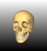 ../../../Modules/Inventor/SoOrientation/mhelp/Images/SoOrientationModel-skull.png