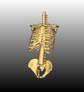 ../../../Modules/Inventor/SoOrientation/mhelp/Images/SoOrientationModel-torso.png